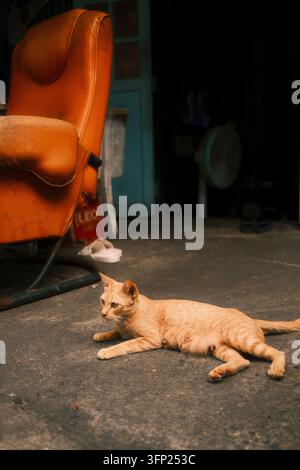 Stray Tabby-Katze in Bangkok, Thailand Stockfoto