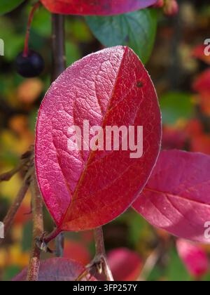 Nahaufnahme von rosa und burgunderroten Herbstblättern eines Heckenzierstrauchs, Cotoneaster lucidus, der als Ziergartenhecke wächst Stockfoto