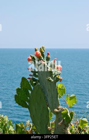 Blühender Opuntie-Kaktus mit rosa Blüten vor der blauen See in Antalya Stockfoto