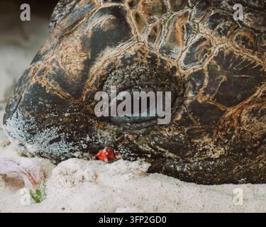 Nahaufnahmeporträt einer Riesenschildkröte mit detaillierter Schalentextur auf La Digue, Seychellen. Stockfoto