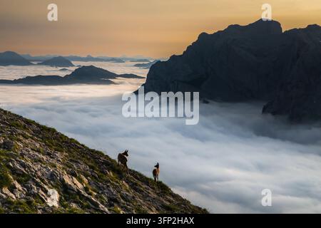 Blick auf die Schlucht von Cares in den Picos de Europa mit einem Gams auf einem felsigen Hang über einem Wolkenmeer bei Sonnenuntergang, Asturien, Spanien. Stockfoto