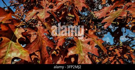Lebendige Herbst-Eichenblätter in Rost- und Orangetönen vor blauem Himmel Stockfoto