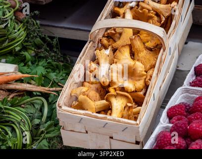Ein schöner Korb gefüllt mit frischen goldenen Pfifferlingen, die auf einem traditionellen Markt präsentiert werden. Die leuchtend gelben Pilze stehen für saisonale Ernte, natürliche Lebensmittel, Gourmetküche, Walderzeugnisse und lokale Marktkultur. Ihre organischen Formen und warme Stockfoto
