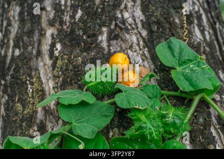 Reife wilde Passionsfrucht (Passiflora foetida) mit federartigen grünen Hochblättern an einer Ranke, die einen moosigen Baumstamm hinaufklettert Stockfoto