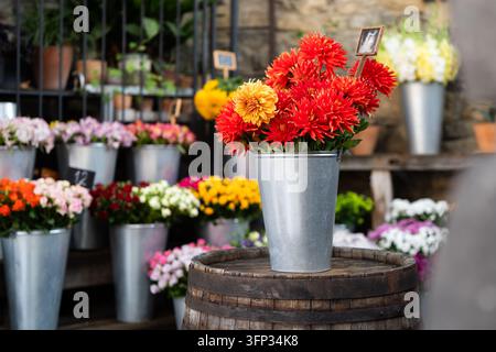 Bunte Dahlien arrangiert in einem Metalleimer bei einem Blumenladen im Freien in Tiflis, Georgien Stockfoto
