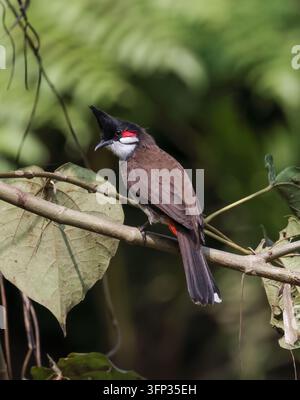Rotbart-Bulbul in natürlicher Umgebung Stockfoto