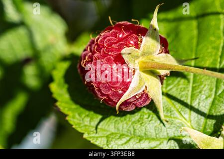 Nahaufnahme einer reifen roten Himbeere, umgeben von gezackten grünen Blättern Stockfoto