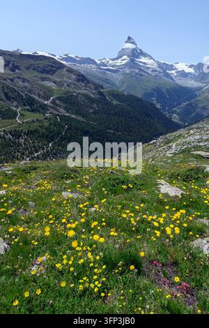 Gelbe Wildblumen mit dem Matterhorn im Hintergrund Stockfoto