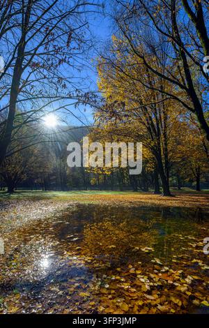 Goldene Herbstblätter schweben auf einem reflektierenden Wasserpfützen in einem Park, während Sonnenlicht durch die Bäume dringt Stockfoto