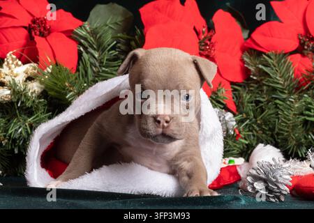 Welpe, American Bully, Weihnachten, Neujahr. Kleiner brauner Welpe sitzt zwischen roten Weihnachtssternen, immergrünen Zweigen, Ornamenten und schneeweißen Dekorationen in h Stockfoto