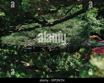 Holzbrücke mit Bambusgeländer, gesehen durch Kiefernzweige in einem japanischen Garten mit blühenden Azaleen, Kaiserpalast Kyoto, Kyoto, Japan Stockfoto