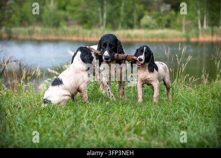 Drei nasse Russische Spaniel-Hunde, die einen Holzstock auf einem grünen grasbewachsenen Flussufer halten und damit spielen. Der mittlere erwachsene Hund und ein Welpe rechts ar Stockfoto