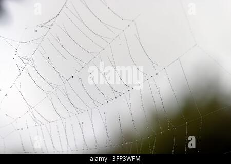 Ein hellgraues Spinnennetz auf weißem Hintergrund, ein komplexes Netz, das von einer Wildspinne gegen eine glatte, verblasste Oberfläche im Park gewoben wurde Stockfoto