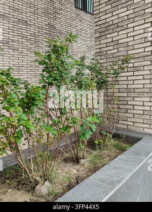 Zierstrauch, der in einem Hochbeet vor der Ziegelmauer eines mehrstöckigen Wohnhauses wächst. Stadtstraßenbegrünung. Nahaufnahme Stockfoto