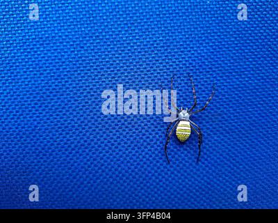 Gelb und schwarz gestreifte Argiope-Rundnetzspinne, die auf einem lebendigen blauen texturierten Stoffhintergrund in einer Nahaufnahme mit hohem Kontrast sitzt Stockfoto