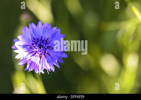 Einzige lebendige blaue Kornblume, die auf einem sonnigen Feld blüht, Nahaufnahme mit einem schönen weichen grünen Bokeh-Hintergrund. Stockfoto