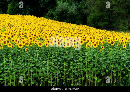 Eine atemberaubende Landschaft mit einem weiten Feld blühender Sonnenblumen in der Tschechischen Republik. Stockfoto