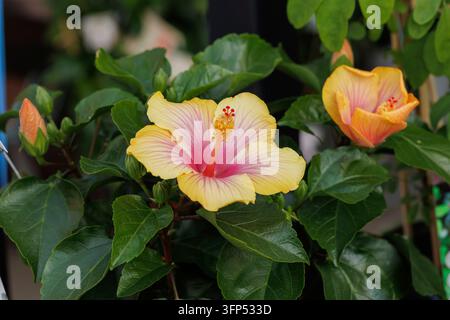 Eine gelbe und rosa Blume mit einem roten Zentrum. Die Blume ist von grünen Blättern umgeben Stockfoto