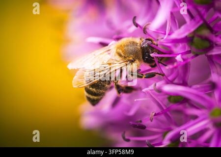 Nahaufnahme der europäischen Honigbiene auf violetter Allium Lauch Blume, verschwommener Bokeh Hintergrund Stockfoto