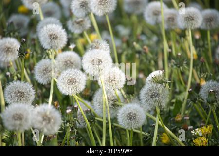 Ein Feld voller flauschiger Löwenzahnblüten, bereit, sich im sanften Wind zu verteilen Stockfoto