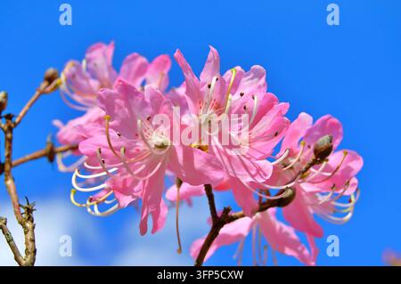 Große Azalee oder Rhododendron im Garten. Saison der Blumenazaleen (Rhododendron) im Garten. Blumenhintergrund. Natur Stockfoto