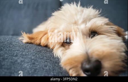 Eine extreme Nahaufnahme eines jungen, hellbraunen, flauschigen Welpen mit einem verschlafenen Ausdruck, der sein Kinn auf einem strukturierten grau-blauen Sofa ruht. Selektiver Fokus hig Stockfoto