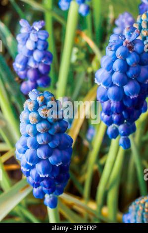 Makroaufnahme zeigt die lebendigen blauen und violetten Töne mehrerer Traubenhyazinthen in einer natürlichen, äußeren Umgebung Stockfoto