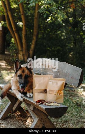 Deutscher Schäferhund ruht neben natürlichen getrockneten Hundeleckerlis in Kraftpapierverpackung auf einer Holzbank. Nützlich für Premium-Haustierfutter, Wellness und Lebensstilförderung Stockfoto