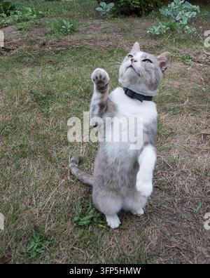Süße graue Katze steht auf den Hinterbeinen und hebt die Pfote im Freien Stockfoto