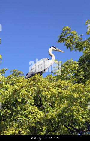 Reiher oder Graureiher sitzt auf einem Baum Stockfoto