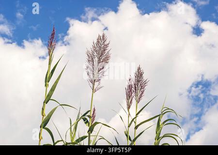 Arundo donax vor dem Himmel, allgemein bekannt als Riesenrohr oder Elefantengras, eine Pflanze der Familie der Poaceae, im Oktober in der italienischen Region Lazio Stockfoto