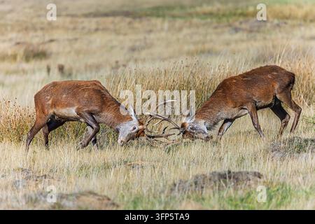 Kämpfende Rotwildhirsche drücken Kopf an Kopf mit verflochtenen Geweihen und zeigen Brunftverhalten auf einem trockenen Grasfeld bei Tageslicht. Stockfoto