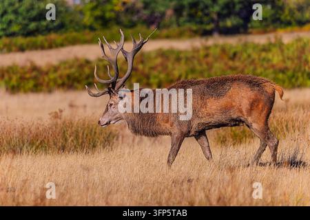 Profilansicht eines reifen Rotwild-Hirsche, der eine trockene Wiese überquert, beleuchtet von warmem natürlichem Licht und beeindruckenden verzweigten Geweihen. Stockfoto