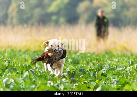 Gelber Labrador Retriever rennt durch ein blättriges Feld mit einem Fasan im Maul und dokumentiert eine saubere Apportierung während der Jagdarbeit im offenen Gelände Stockfoto