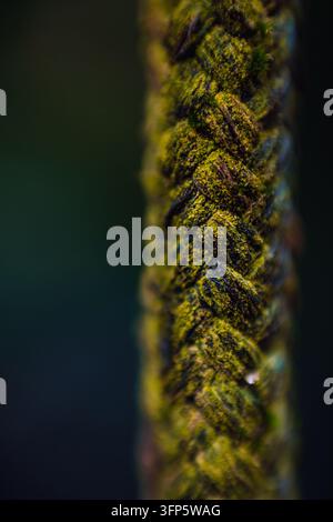 Makrofotografie eines dicken geflochtenen Seils, das mit leuchtend grünem Moos und Flechten überwuchert ist, vor einem dunklen verschwommenen Hintergrund, der detaillierte Naturtextur zeigt Stockfoto