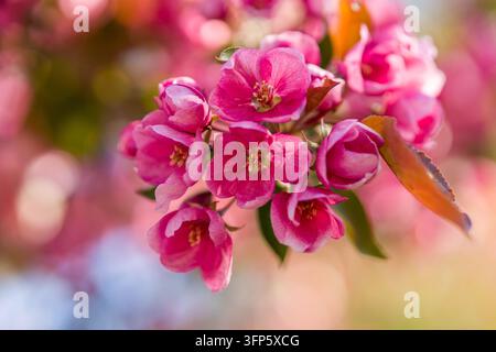 Horizontale Makroaufnahme, die eine Ansammlung von leuchtend rosa Frühlingsblüten und Knospen mit einem weich ausgeblendeten Bokeh-Hintergrund einfängt. Perfektes botanisches Konzept Stockfoto