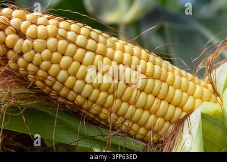 Goldener Maiskolben wird zwischen üppigen grünen Blättern auf einem blühenden Maisfeld unter klarem blauem Himmel an einem warmen Sommertag präsentiert. Stockfoto