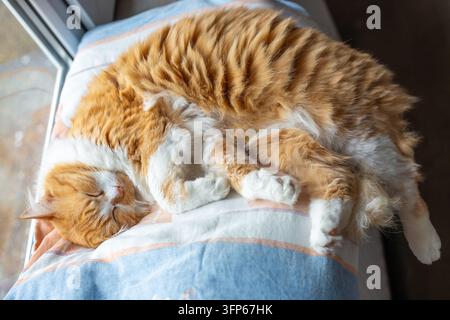 Eine flauschige rote Katze liegt gemütlich auf einer weichen Decke am Fenster zu Hause. Gemütliche Haustierentspannungsszene. Tiermotto, friedliche Stimmung. Stockfoto