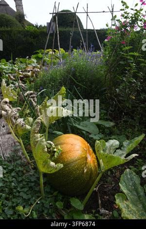 Kürbisfeld Stockfoto
