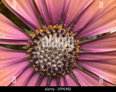 Nahaufnahme von Osteospermum, die Blütenstruktur zeigend. Stockfoto