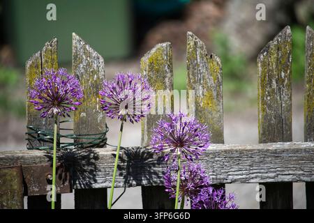 Zarte, kugelförmige, violette allium-Blüten stehen neben einem alten, moosbedeckten Holzzaun und schaffen eine bezaubernde Gartenszene Stockfoto