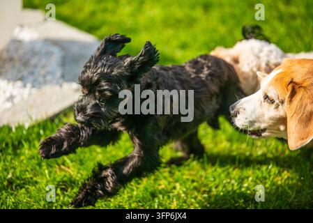 Ein schwarzer Yorkshire Terrier springt vor Begeisterung auf einem Rasen, während ein Beagle zuschaut. Lebhafte Outdoor-Interaktion zwischen verschiedenen Hunderassen Stockfoto