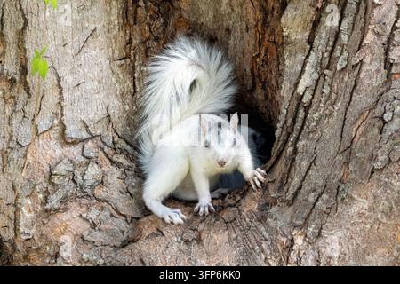 Junger Weißer Eichhörnchen, Farbvariante des Östlichen Graueichhörnchens (Sciurus carolinensis) schaut aus der Nistkammer - Brevard, North Carolina, USA Stockfoto