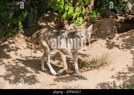 Wolf mit einer Nahaufnahme Stockfoto