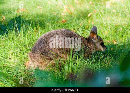 Kleines Känguru im Gras, Nahaufnahme Stockfoto
