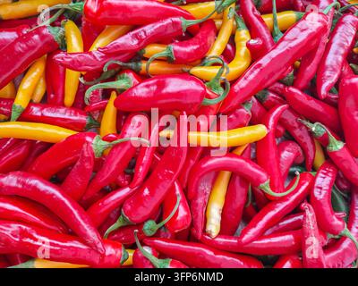 Frische rote und gelbe Chilischoten, die zusammen gestapelt sind, mit glänzenden Schalen, geschwungenen Formen und grünen Stielen in einer farbenfrohen Nahaufnahme Stockfoto