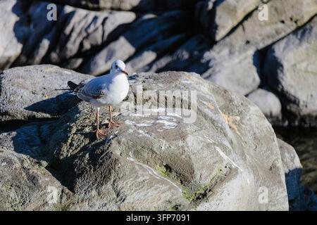 Nahaufnahme einer schönen Möwe, die zusammen auf Felsen sitzt Stockfoto