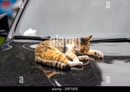Entspannte streunende Kaliko-Katze schläft, ruht auf der warmen Motorhaube eines modernen Autos, das auf der Straße geparkt ist Stockfoto