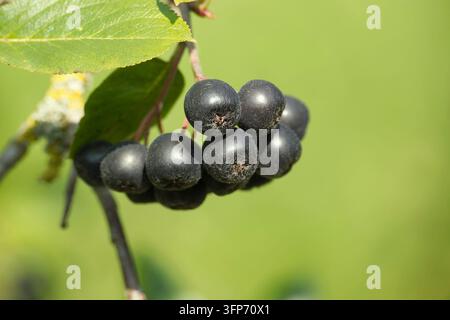 Eine Nahaufnahme eines Büschels reifer, dunkler Aroniabeeren, die an einem Ast hängen, mit einem weichen grünen Bokeh-Hintergrund Stockfoto