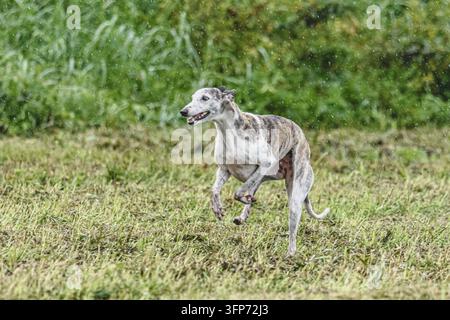 Hund rennt im Herbst und jagt eine Kursier-Köder auf grünem Feld Stockfoto
